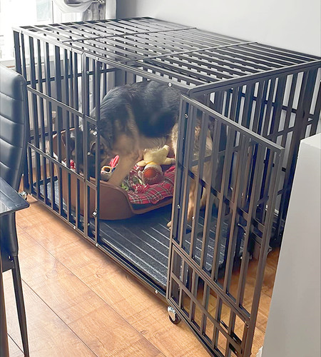 Heavy duty dog - heavy,